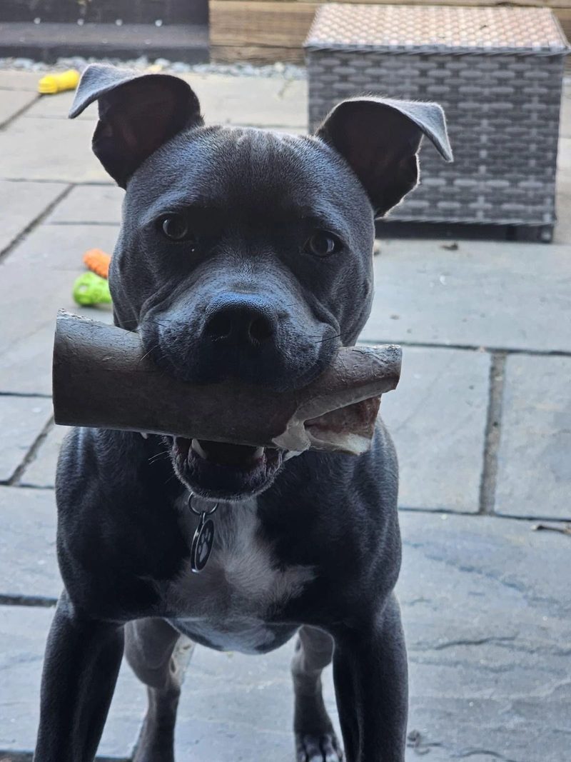 One very happy customer with his bone – Smokehouse Butchery, Monkshill Farm, Faversham